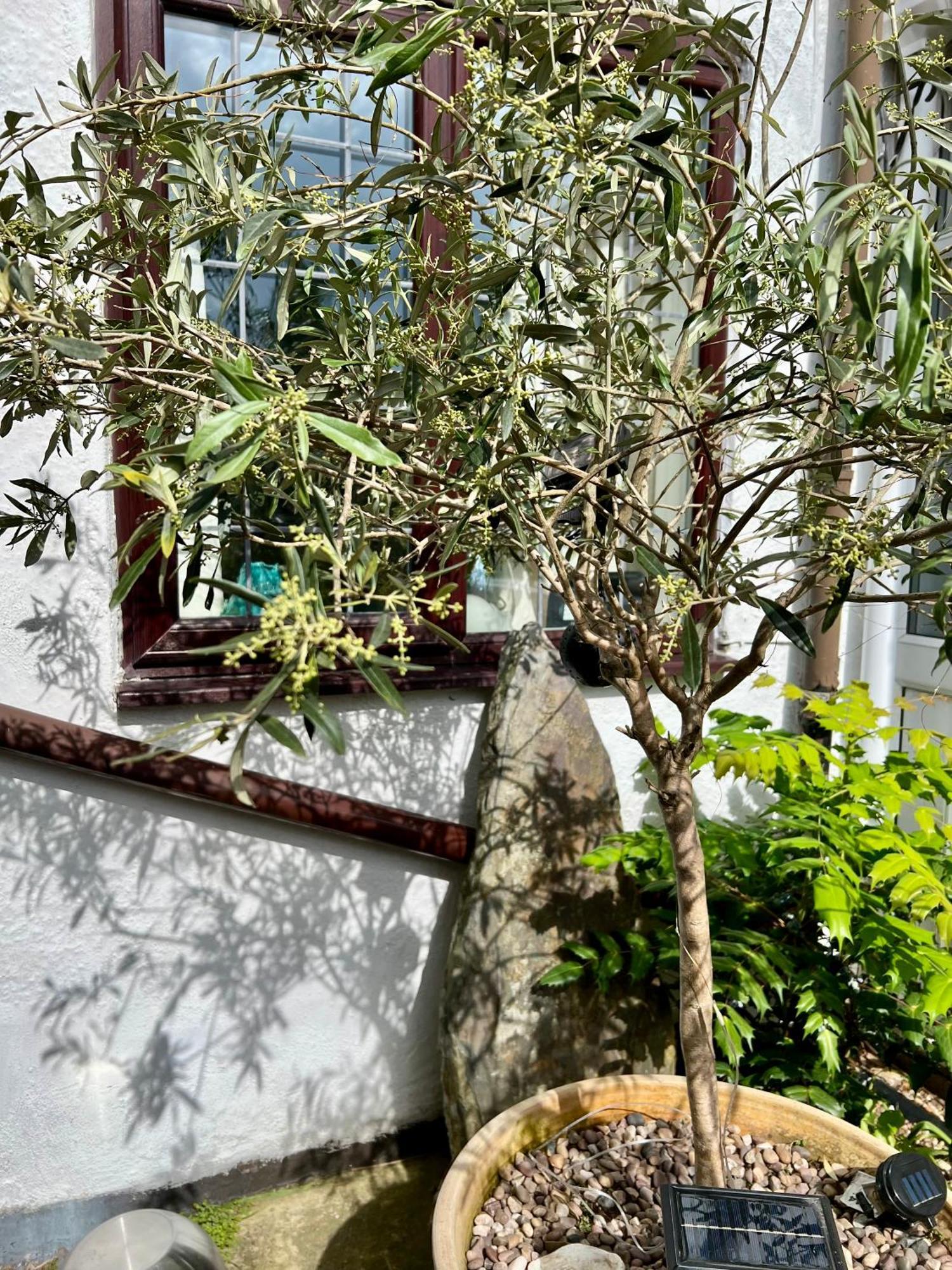 Holly Cottage Cosy Home In Sherwood Forest Edwinstowe Ngoại thất bức ảnh